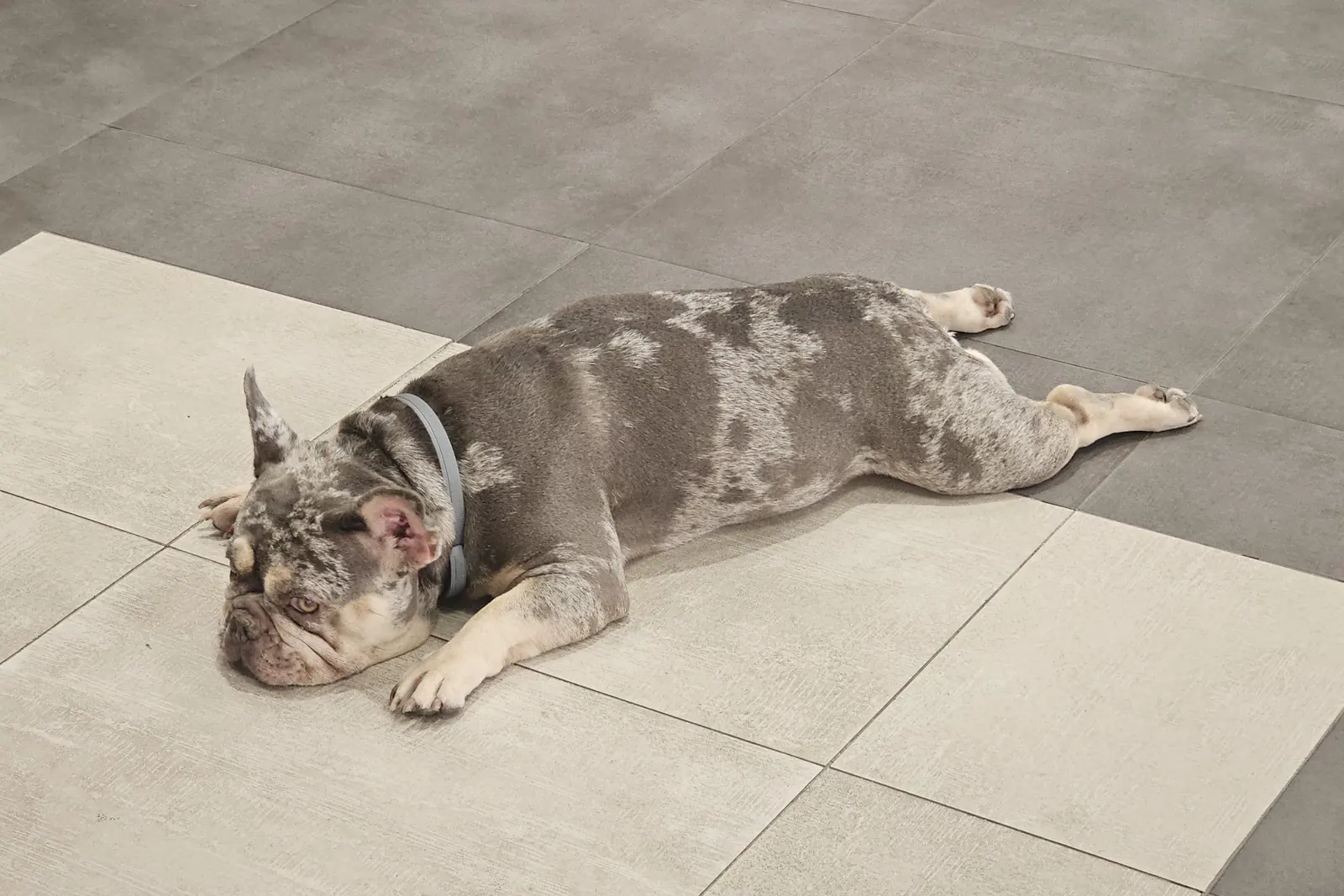 Hund liegt ruhig auf den Dielen: Eine Wohnung mieten mit Hund scheitert selten am Recht